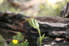 Pterostylis recurva