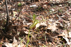 Pterostylis barbata