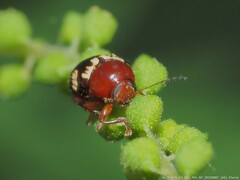 Cryptocephalus badius