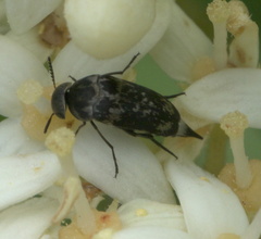 Mordella marginata