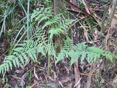Pteris