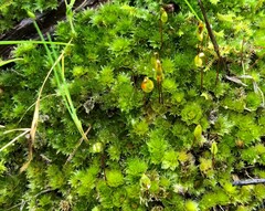 Rosulabryum