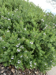 Westringia fruticosa