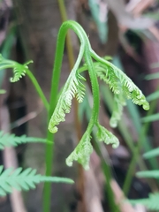 Pteris