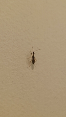 Myodocha serripes