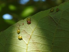 Caryomyia eumaris