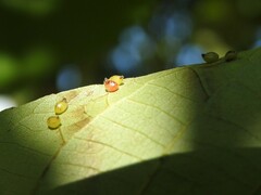 Caryomyia eumaris