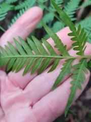 Pteris