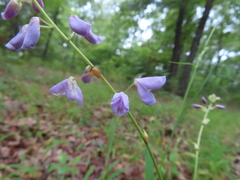 Desmodium cuspidatum