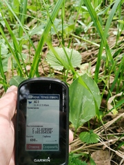 Erythronium sibiricum