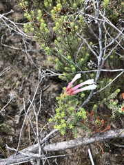 Erica berzelioides