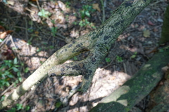 Phlebiopsis crassa