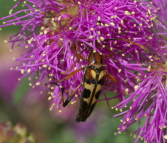 Strangalia luteicornis