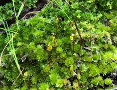 Rosulabryum