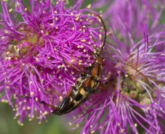 Strangalia luteicornis