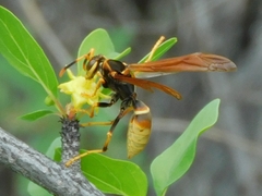 Polistes comanchus