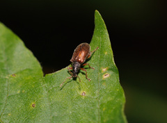 Phyllobius oblongus