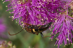 Strangalia luteicornis