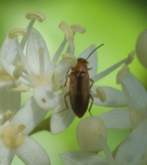 Allopoda lutea