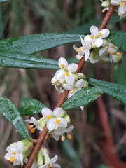 Pimelea axiflora axiflora