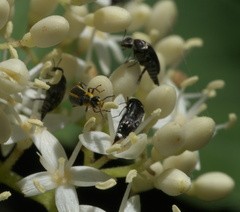 Attalus circumscriptus