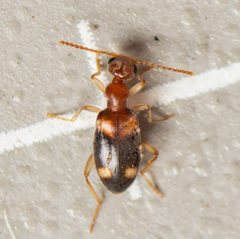 Stricticomus tobias
