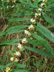 Pimelea axiflora axiflora
