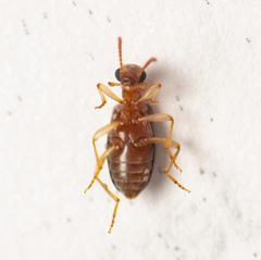 Stricticomus tobias
