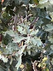 Quercus lobata