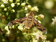 Poecilanthrax arethusa