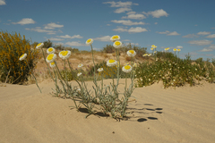 Polycalymma stuartii