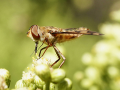 Poecilanthrax arethusa