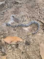 Crotalus lepidus