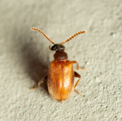 Aderus brunnipennis