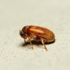 Aderus brunnipennis
