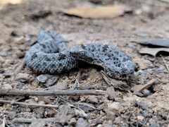 Crotalus lepidus