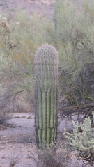 Carnegiea gigantea