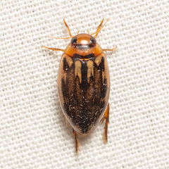 Coptotomus