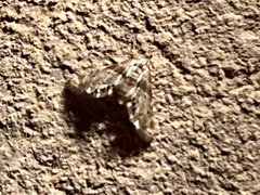 Petrophila fulicalis