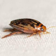 Coptotomus