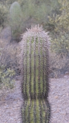 Carnegiea gigantea