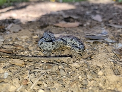 Crotalus lepidus