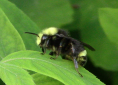 Bombus vosnesenskii