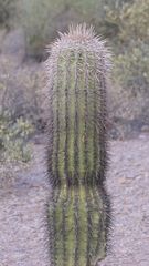Carnegiea gigantea