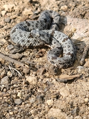 Crotalus lepidus