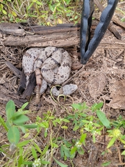 Crotalus lepidus klauberi