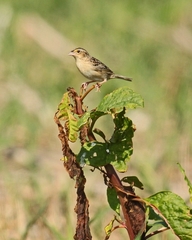 Ammodramus savannarum
