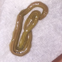 Diversibipalium multilineatum