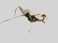 Ichneumonoidea