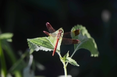 Sympetrum pedemontanum